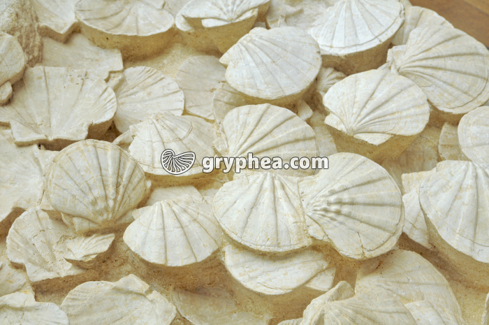 Pectens MNHP - gryphea.com